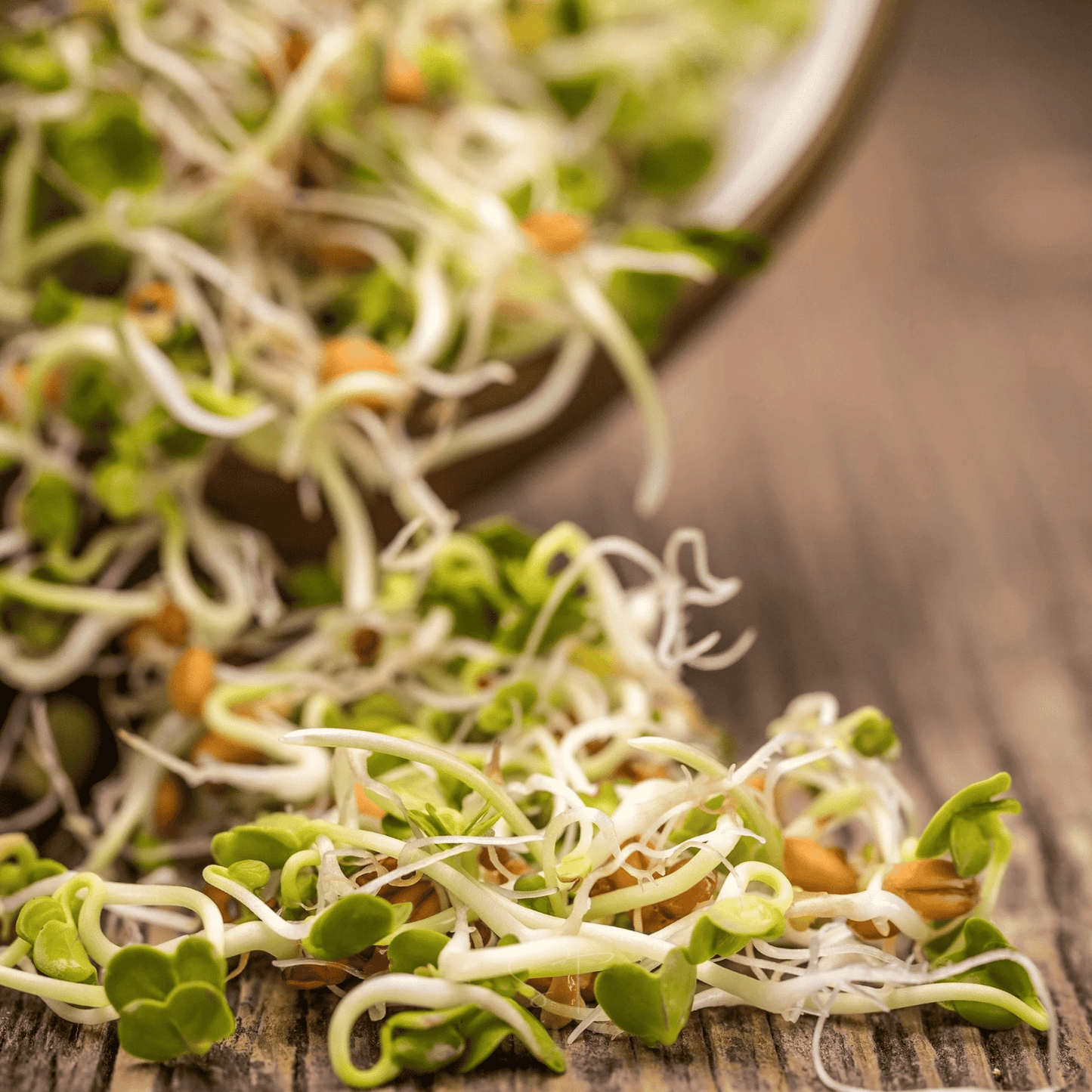 3 Part Sprout Mix – 1,000 Seeds