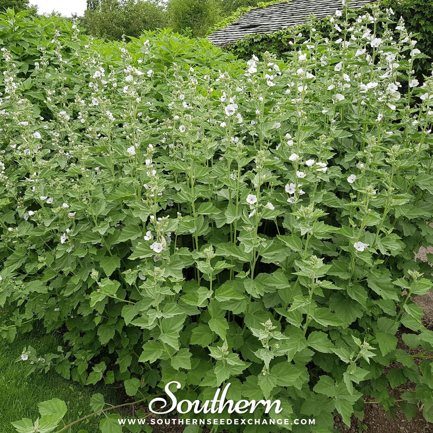 Marshmallow – 50 Seeds