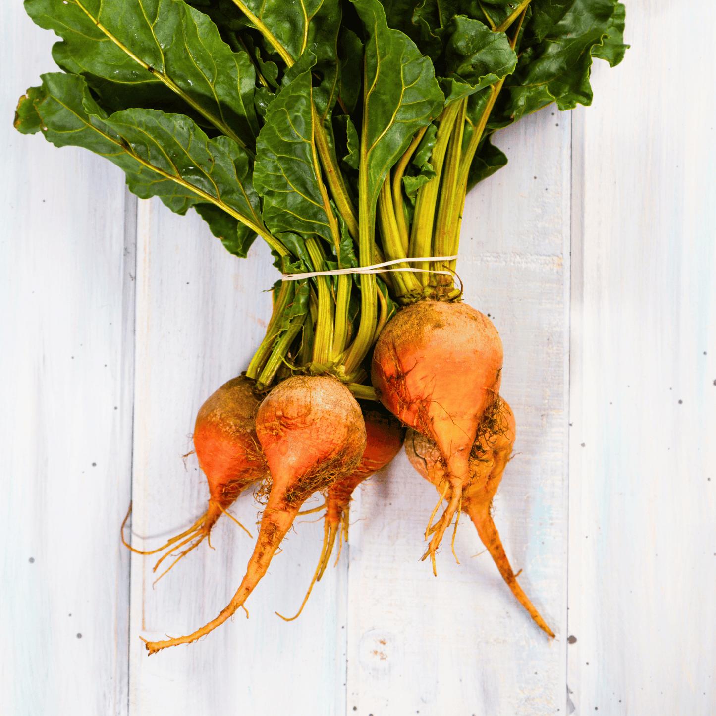 Touchstone Beet – 50 Seeds