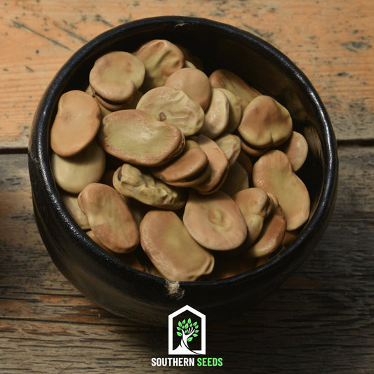 Broad Windsor Fava Bean – 10 Seeds