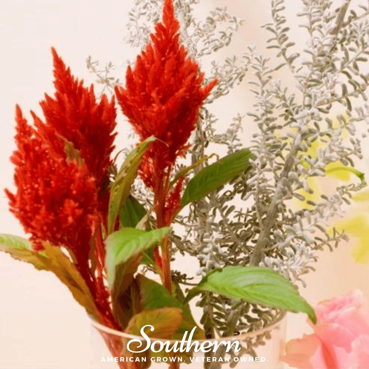 Nana Glitter Scarlet Celosia – 30 Seeds