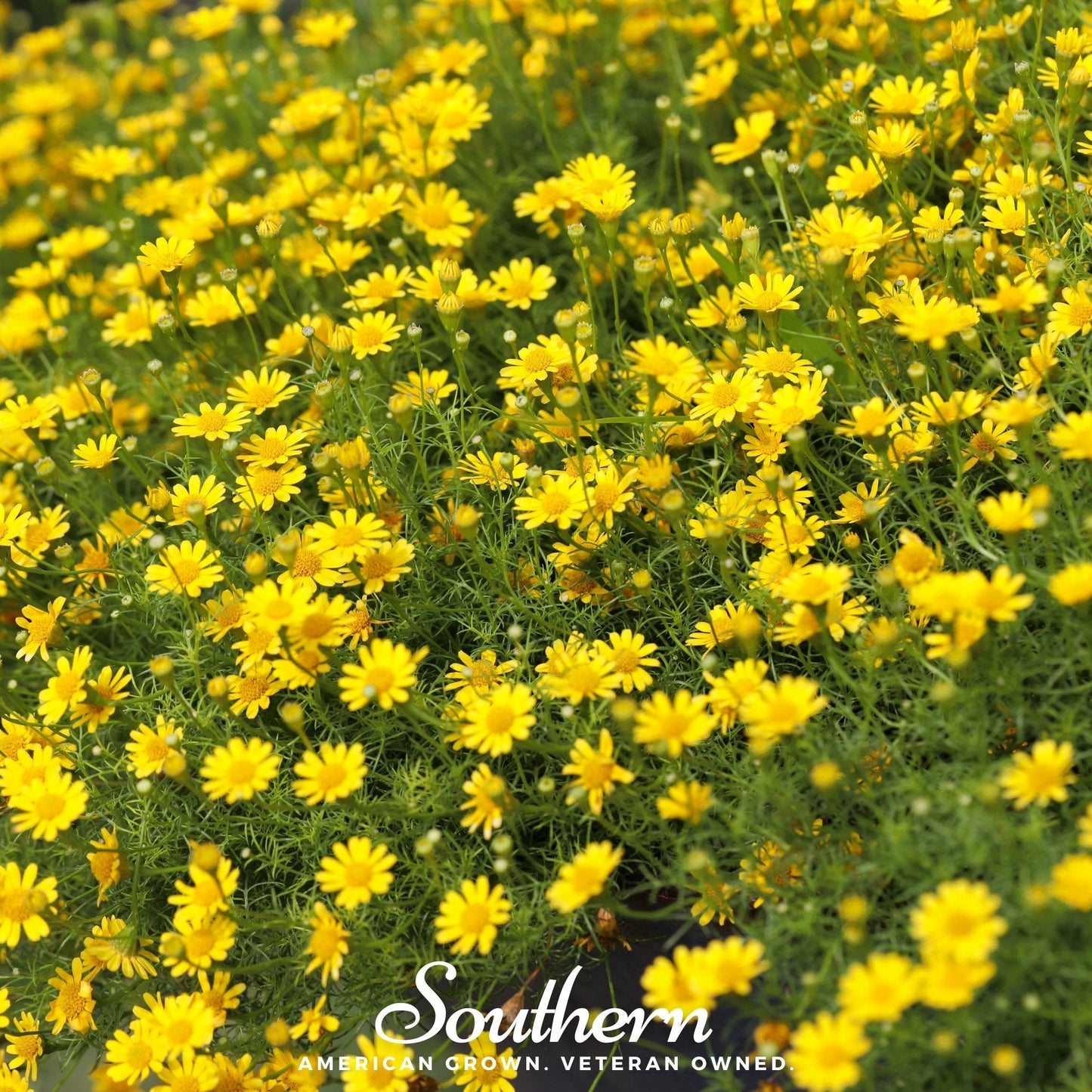 Dahlberg Daisy – 500 Seeds