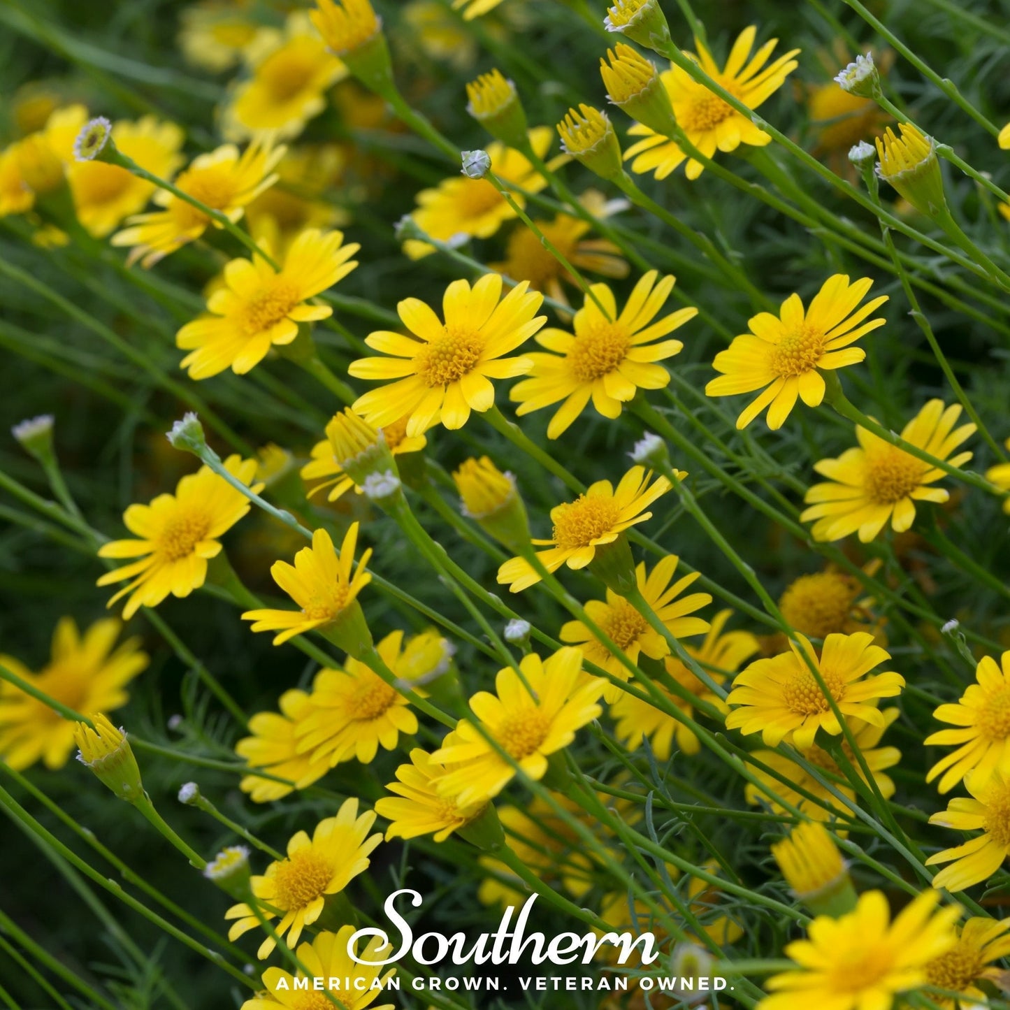 Dahlberg Daisy – 500 Seeds