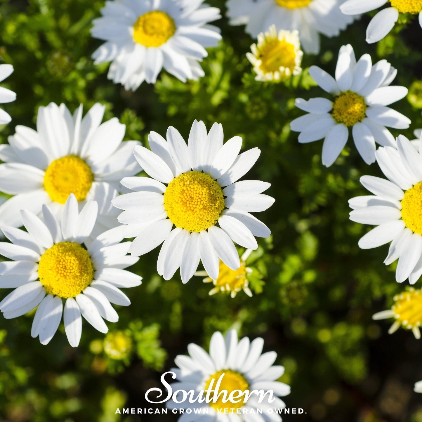 Dwarf Shasta Daisy – 100 Seeds