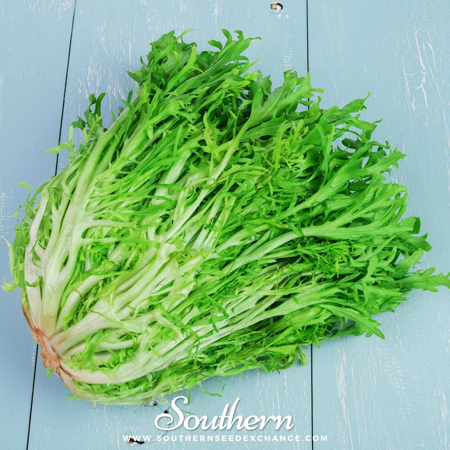 Green Curled Ruffec Endive – 200 Seeds