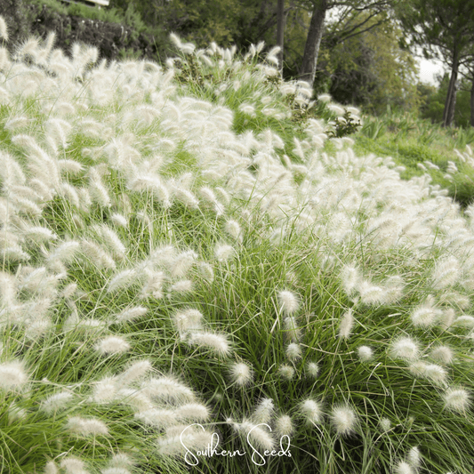 Feathertop – 25 Seeds