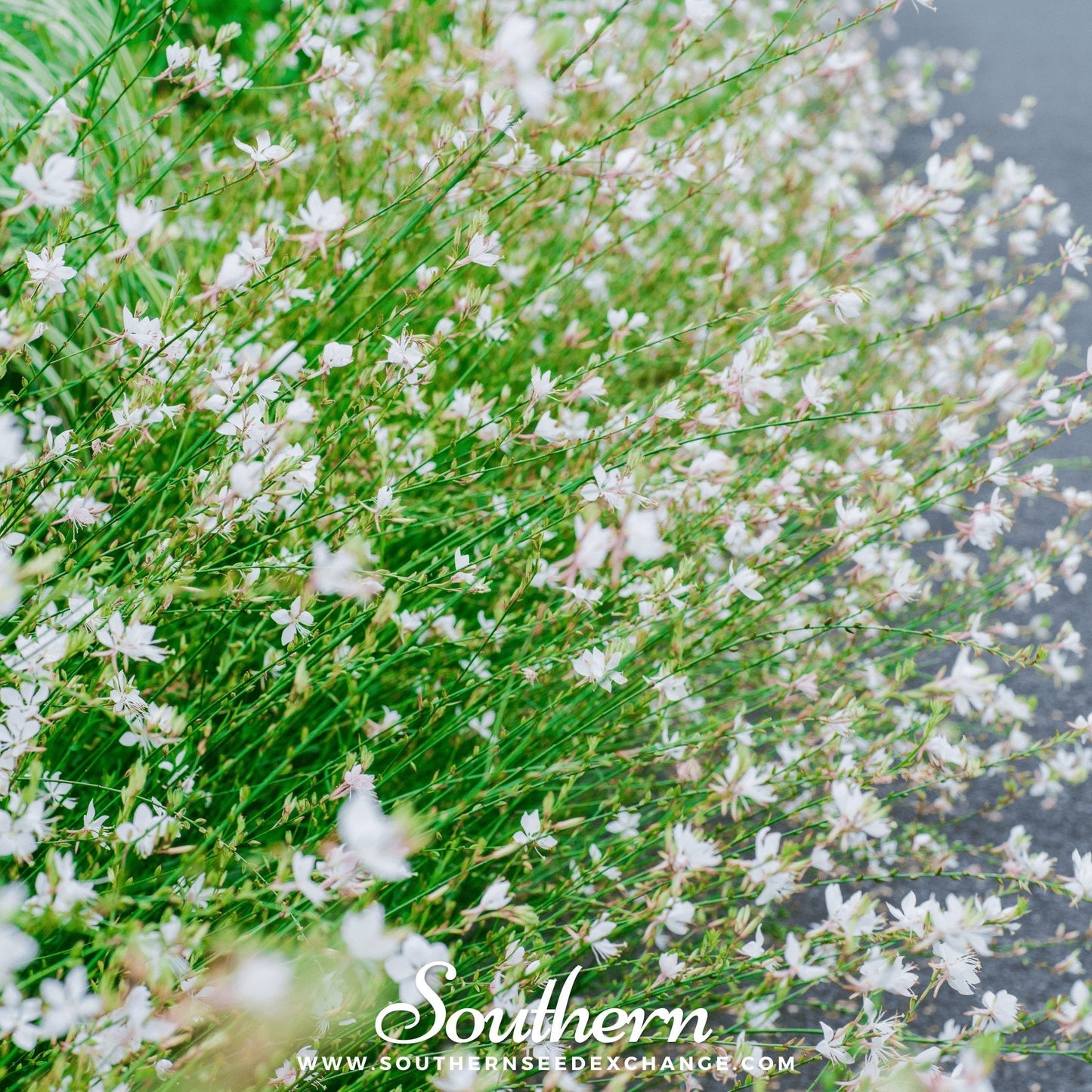 Gaura – 50 Seeds
