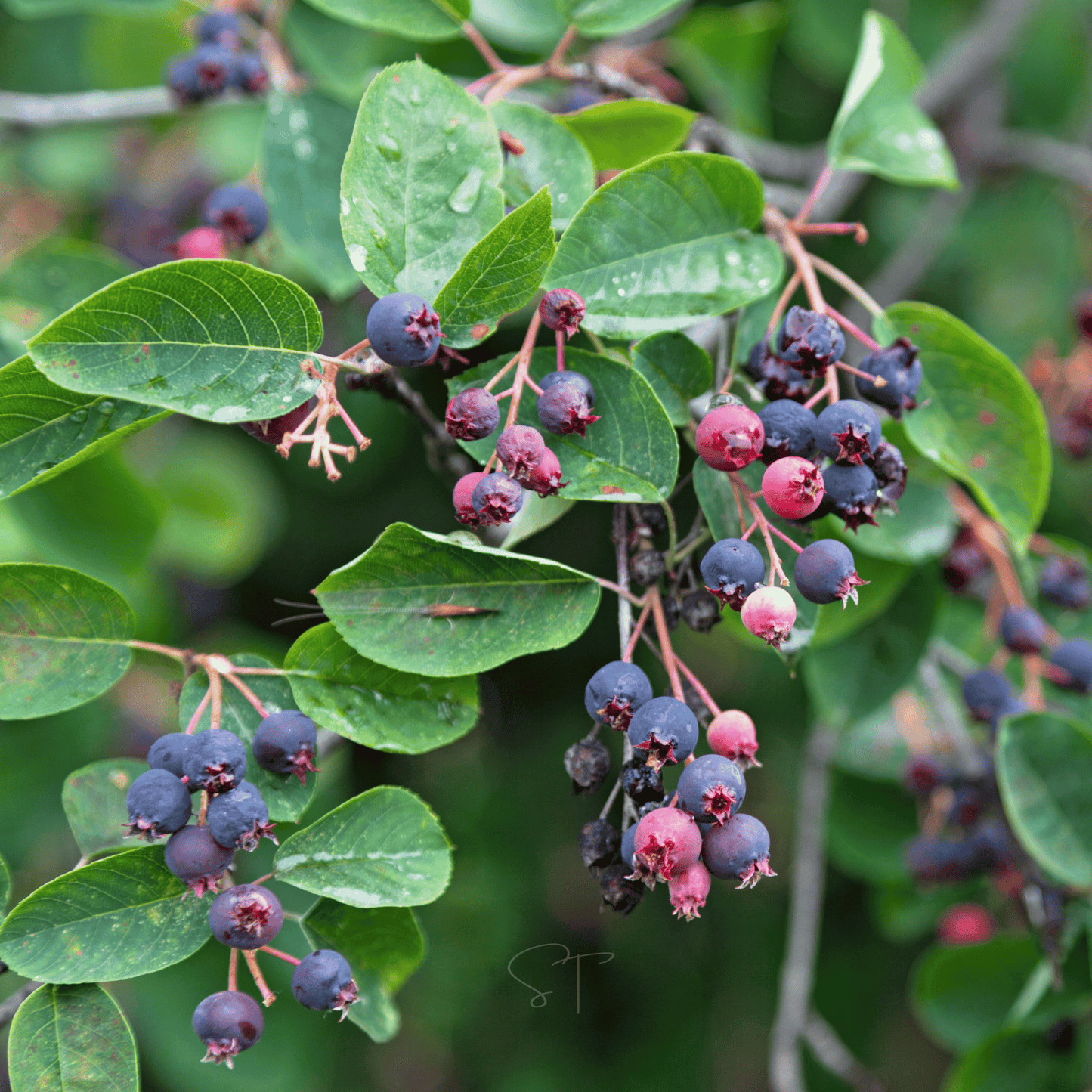 Juneberry – Serviceberry – 50 Seeds
