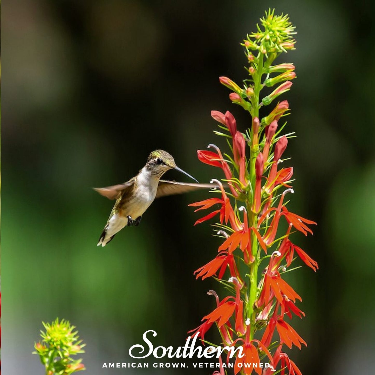 Cardinal Flower Lobelia – 250 Seeds