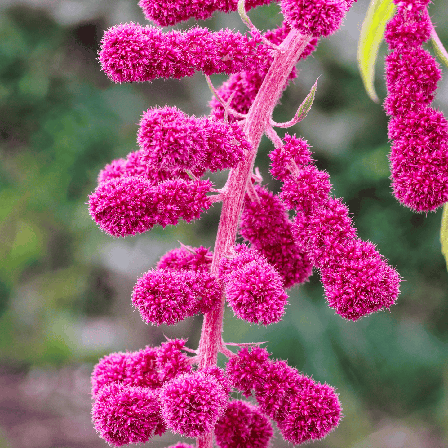 Love Lies Bleeding Amaranth – 250 Seeds