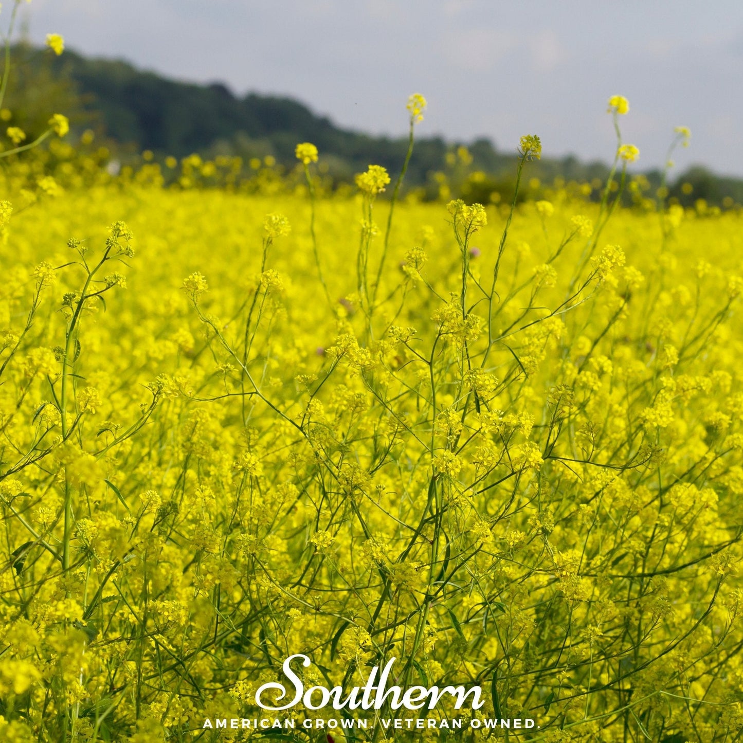 Black Mustard – 500 Seeds