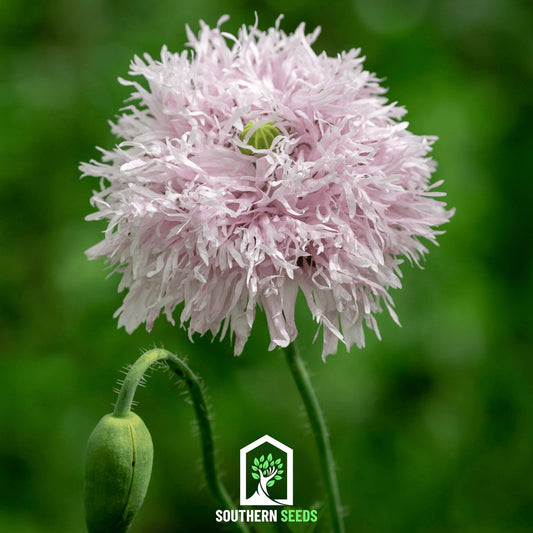 Lilac Pompon Poppy – 100 Seeds