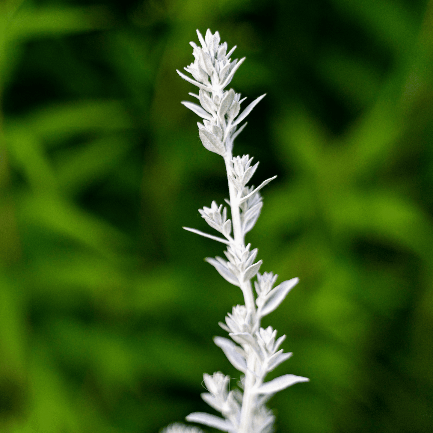 Prairie Sage – 100 Seeds