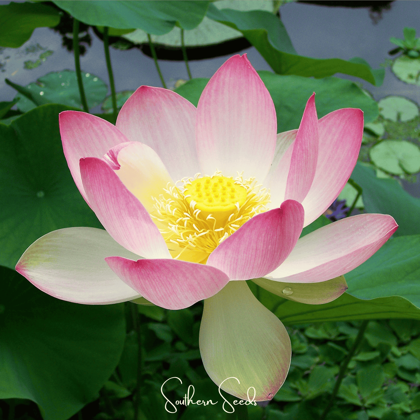 Sacred Lotus (Bonsai) - 5 Seeds