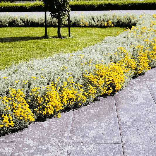 Lavender Cotton Santolina – 20 Seeds