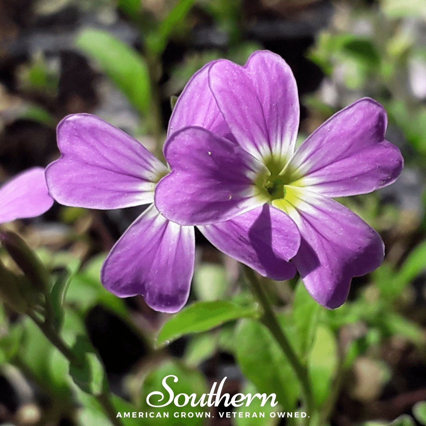 Virginia Stock – 500 Seeds