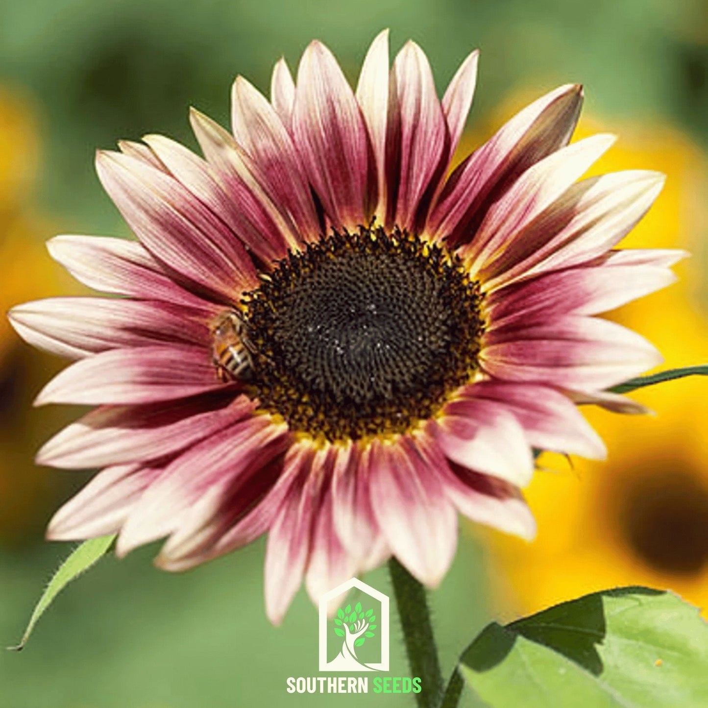 Strawberry Blonde Sunflower – 25 Seeds