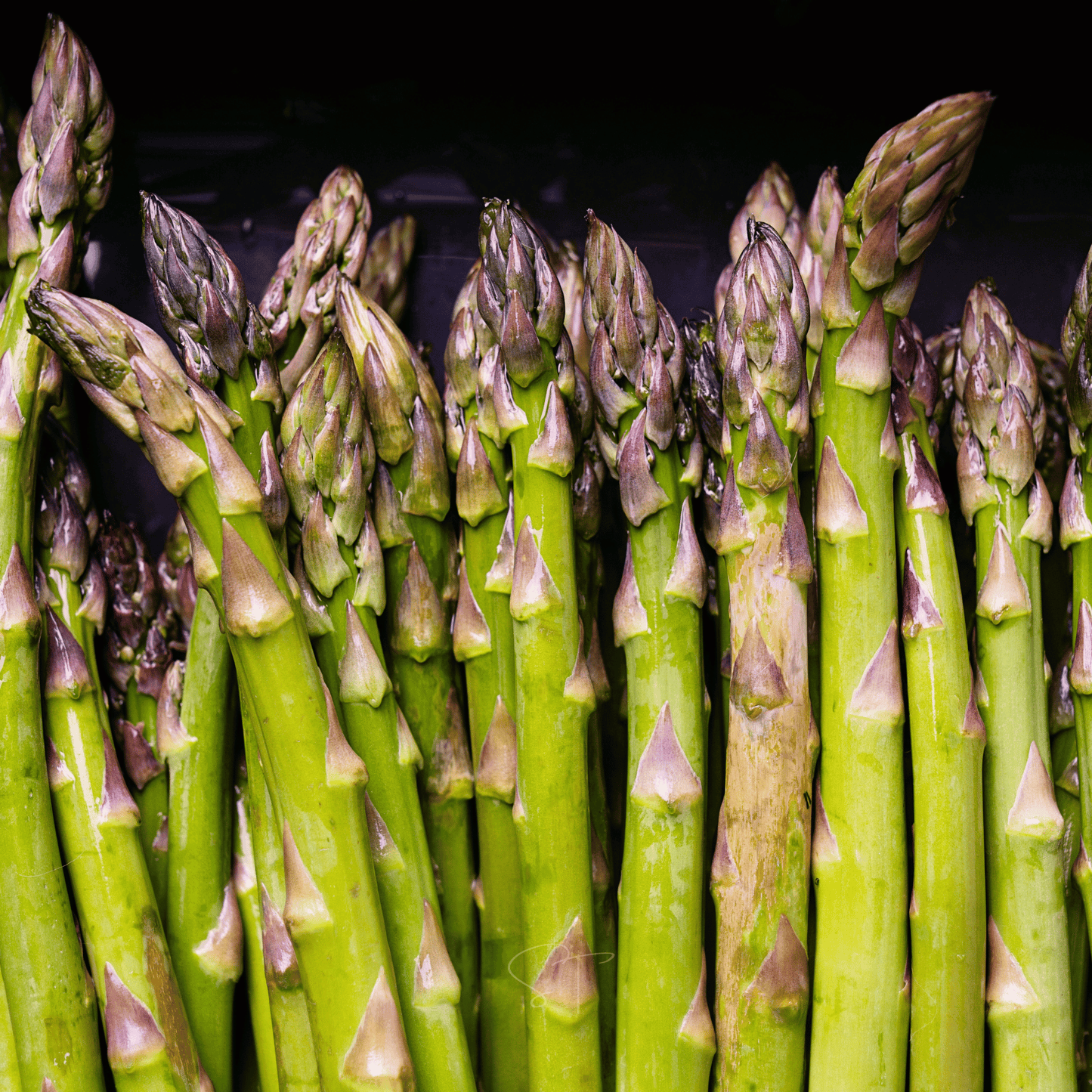 UC72 Asparagus – 50 Seeds